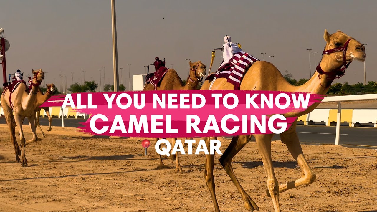 Camel racing experience in Qatar