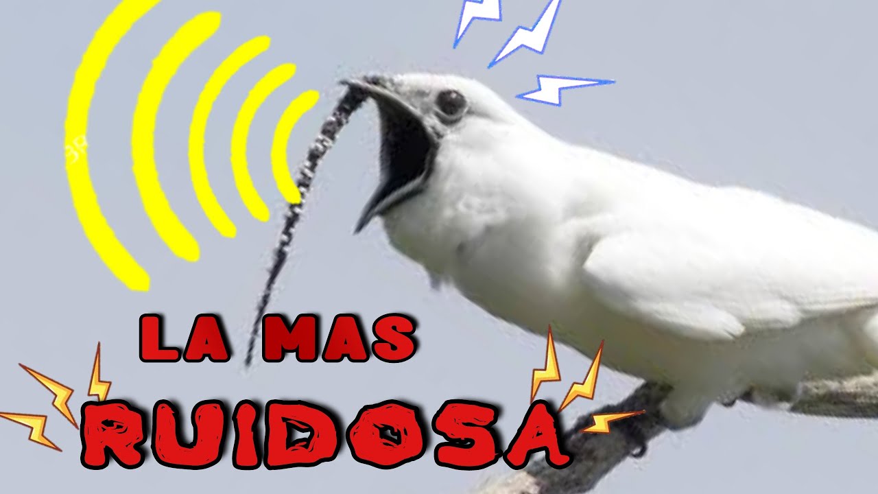 El PAJARO MÁS RUIDOSO del Mundo 🐦 🔊 ¡No Podras Creerlo! 🤯