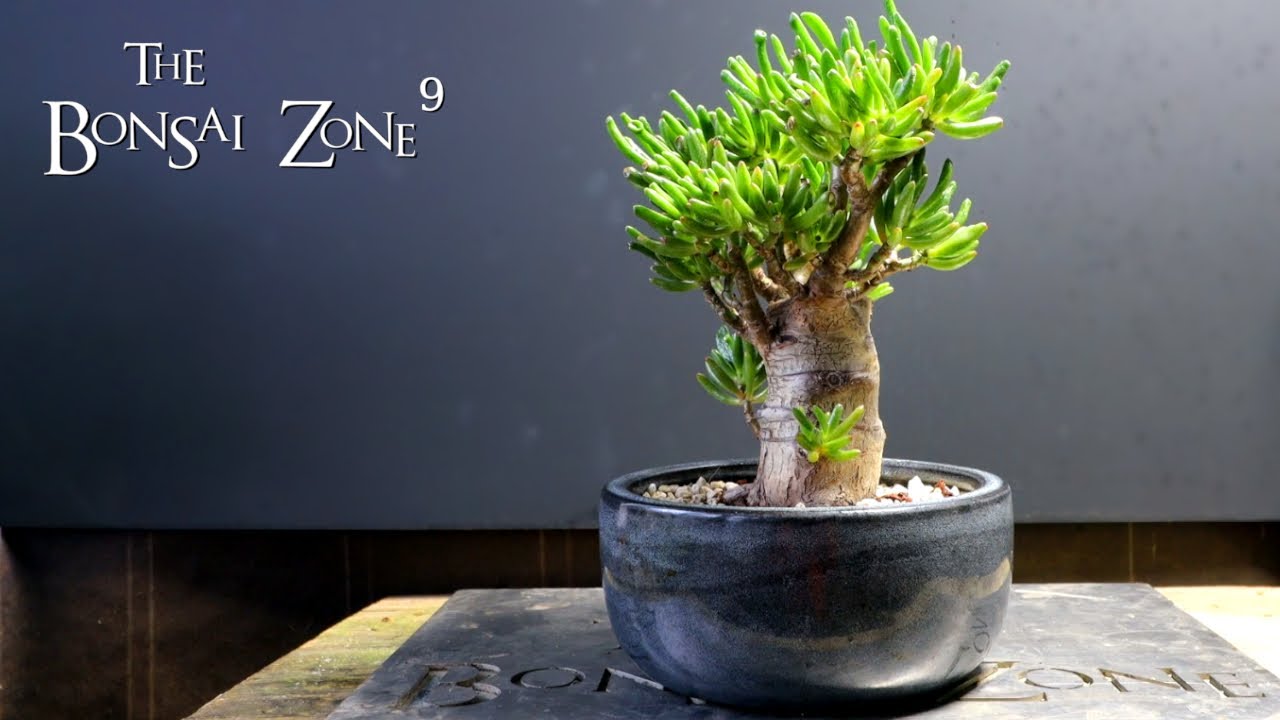 Baobab Style Jade, The Bonsai Zone, Jan 2022