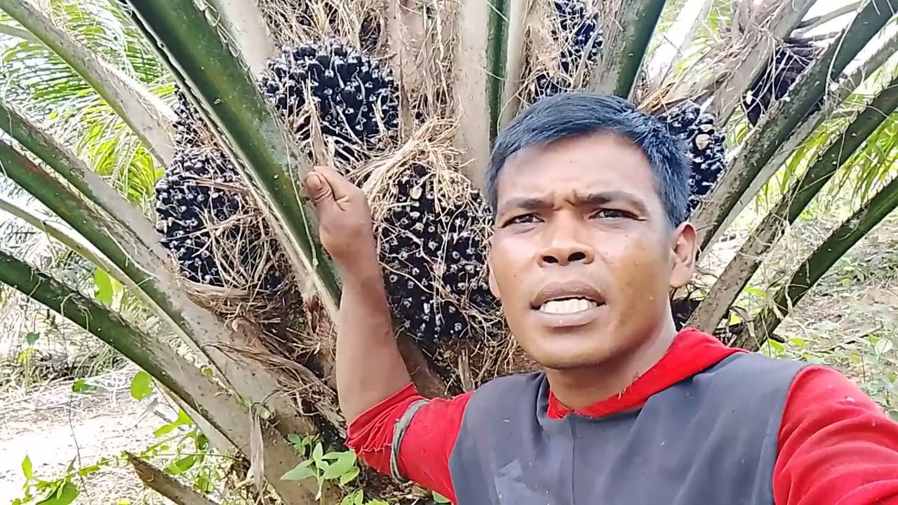 PERBEDAAN POHON SAWIT YG SERING TERGENANG AIR DAN POHON SAWIT YG TIDAK SERING TERGENANG AIR