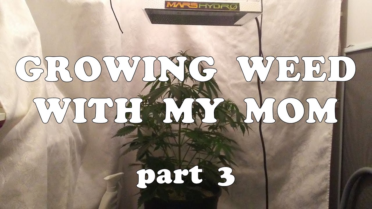 My Mom's Blue Dream'matic Autoflower After 1 Month