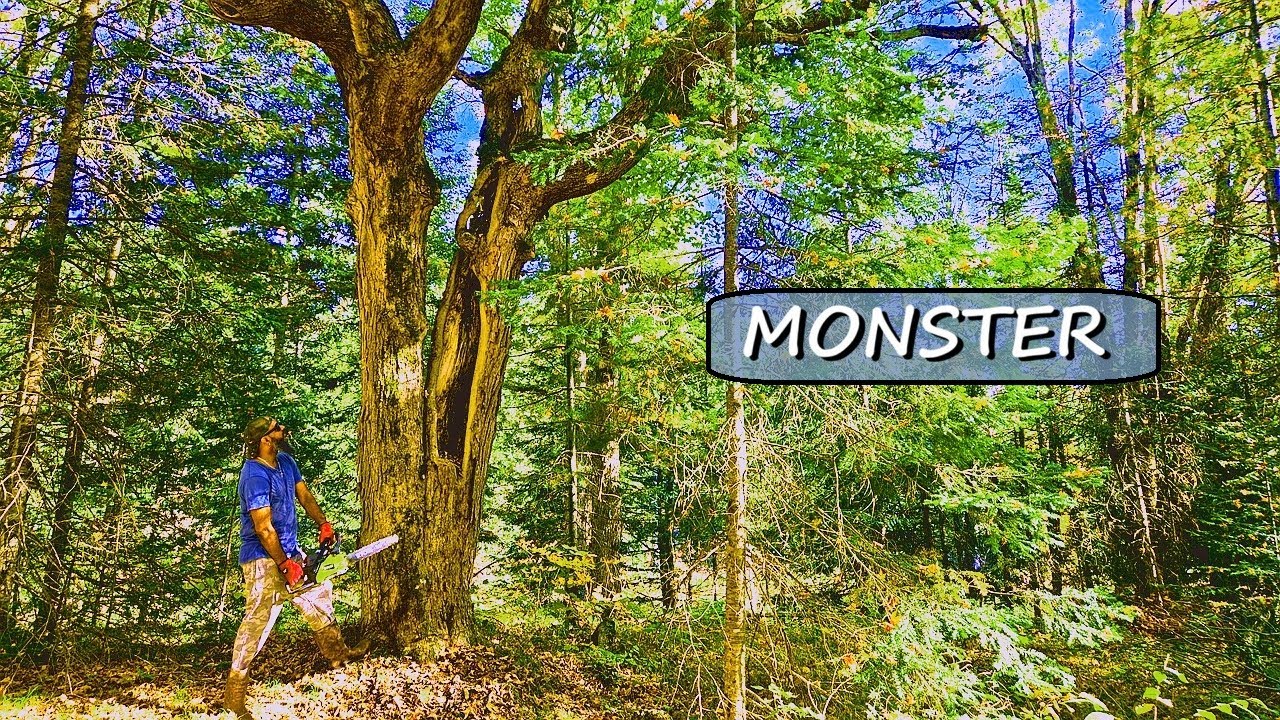 Падающие деревья для дома без электросети | Как жизнь привела меня сюда