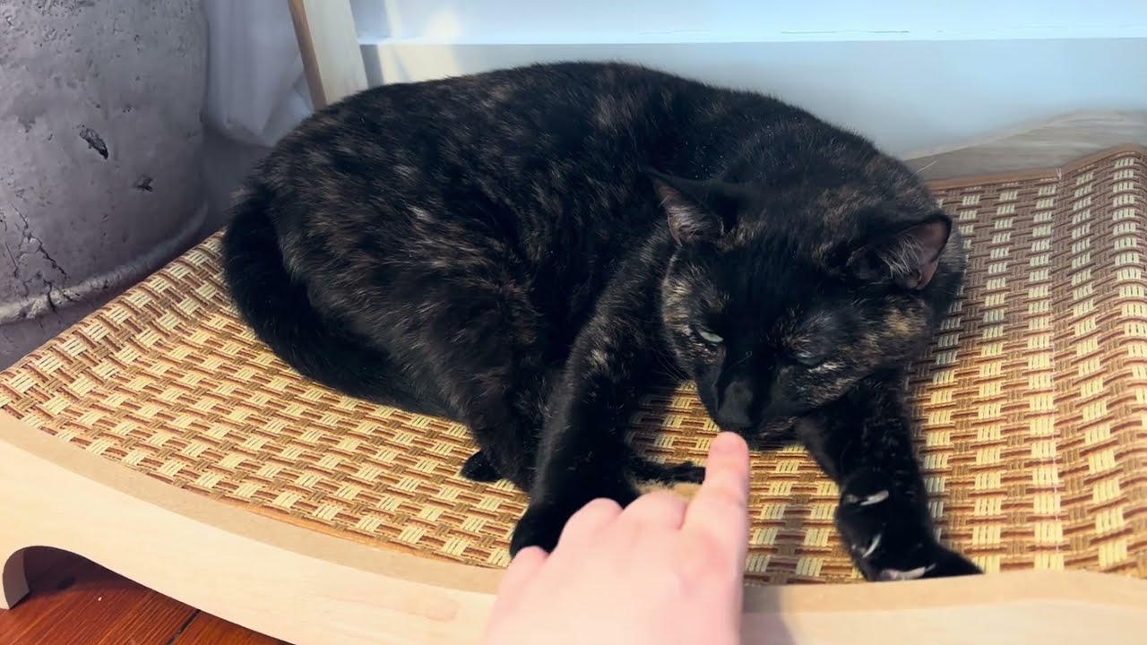 Hard to resist touching Cat’s mitts