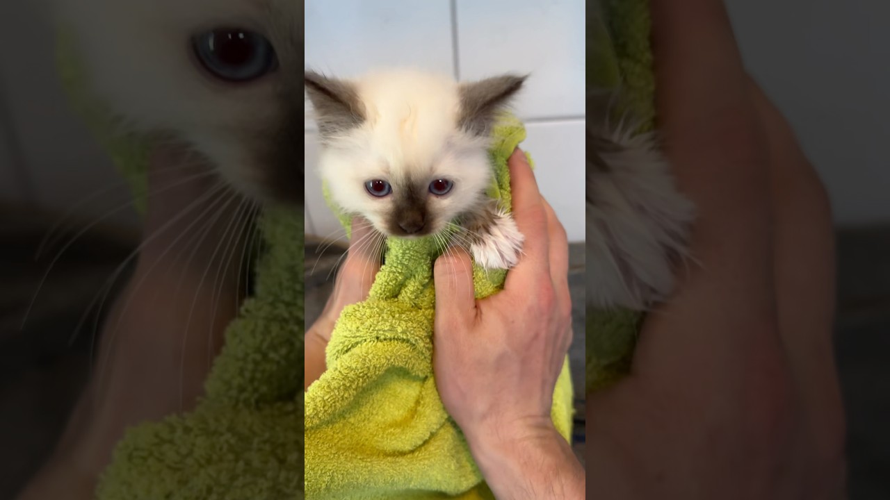 Das andere Katzenbaby hatte jetzt auch ihr erstes Bad #haustiere #kitten #katzen #katze #tiere #cat