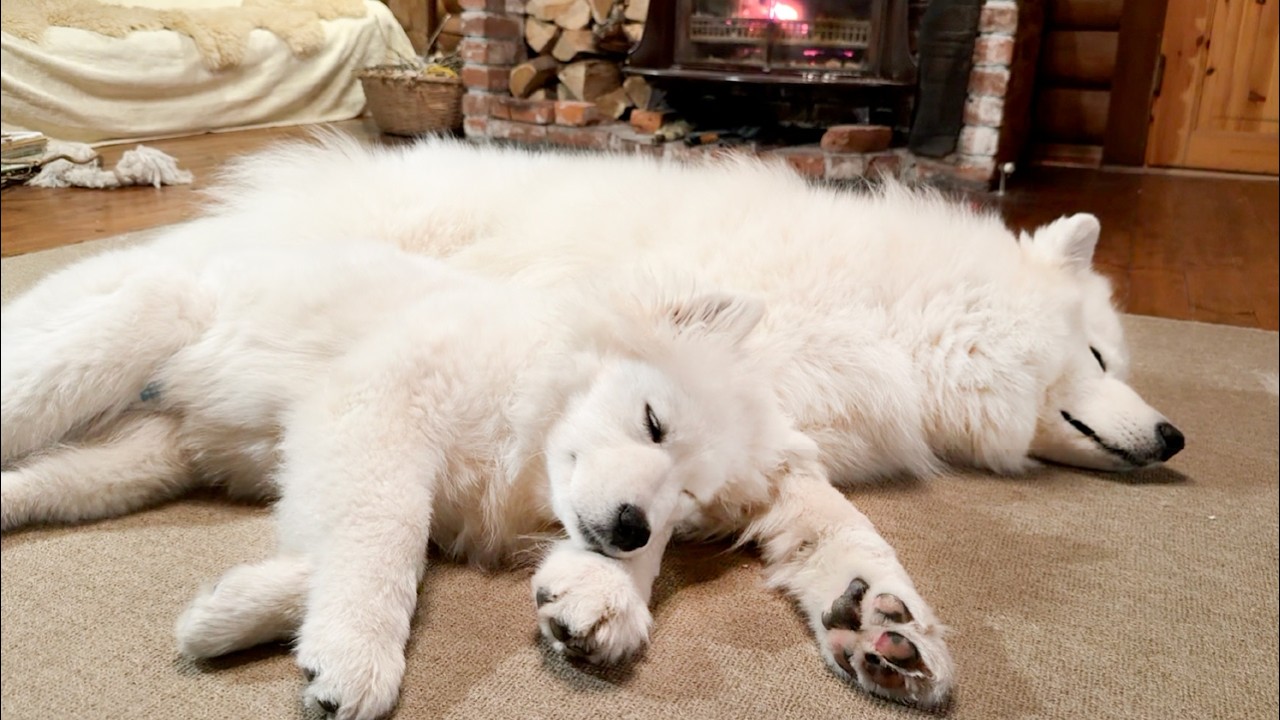 初めてのお泊りで寝るときも先住犬から離れない４ヶ月の子犬がかわいすぎました…