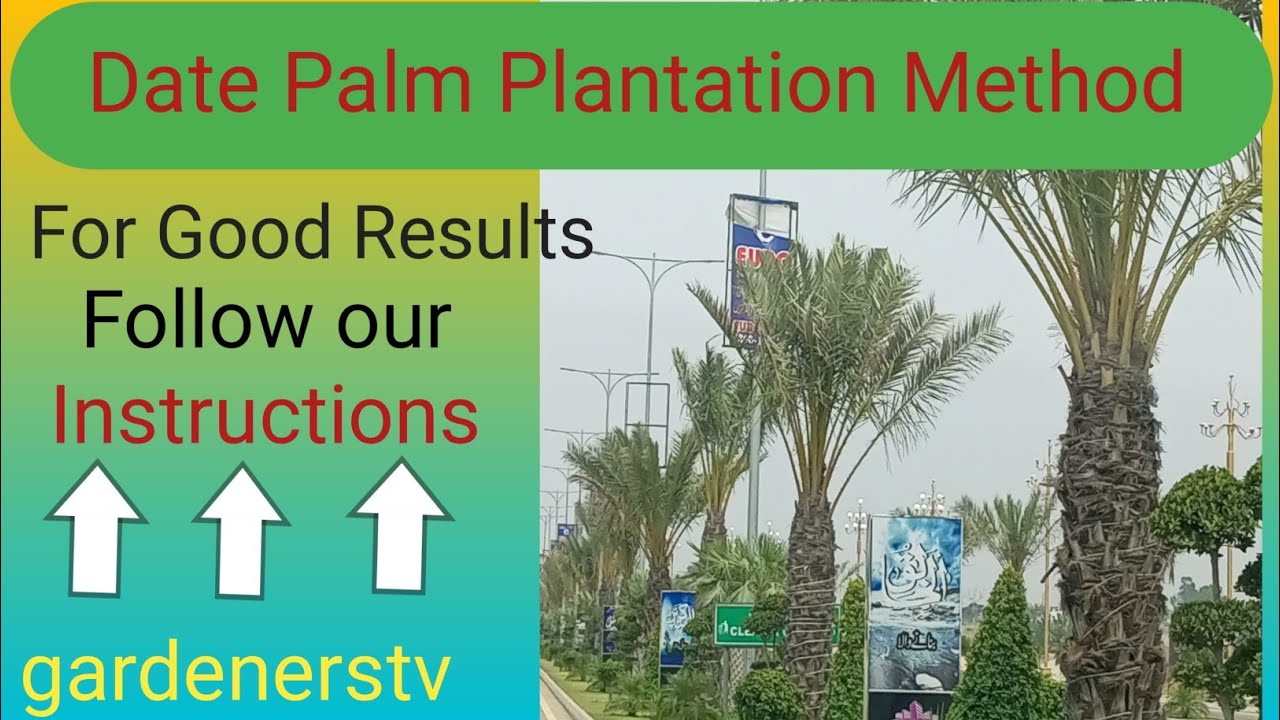 Date Palm Plantation Method | Khajoor Ka Plant Laganey ka Tarika | Date Palm Plantation. #plants
