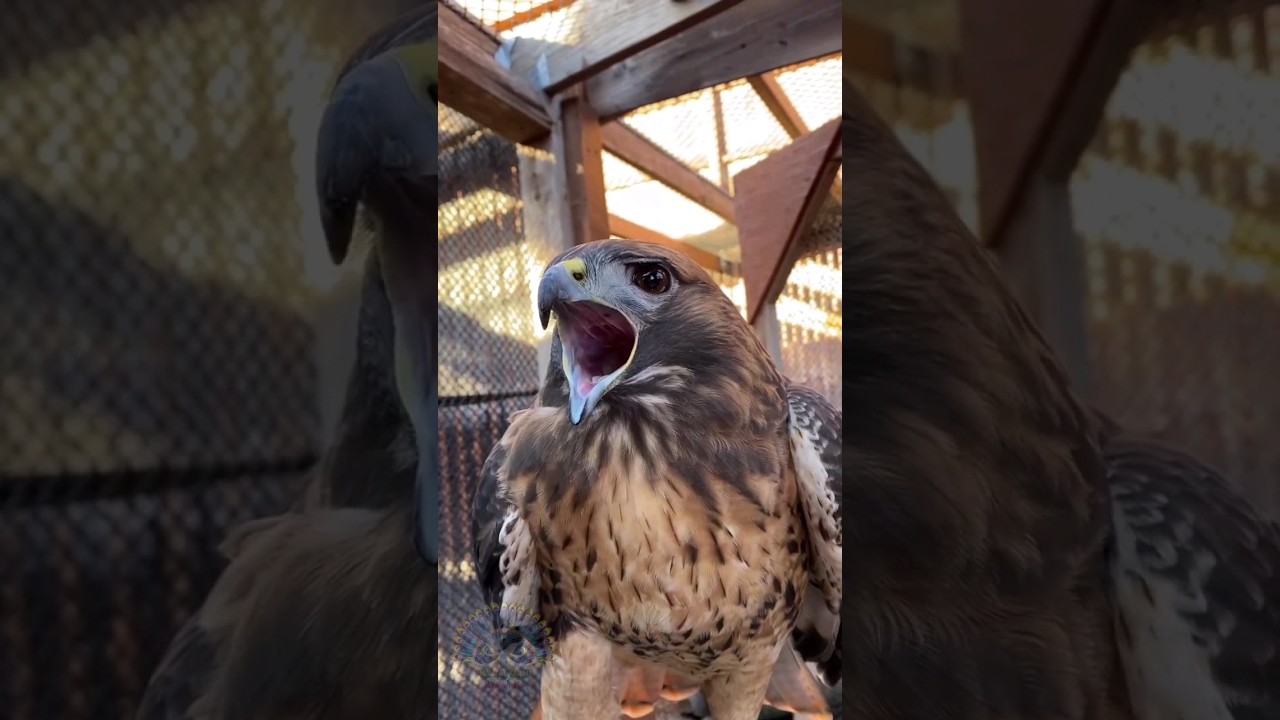 Suara Burung Elang