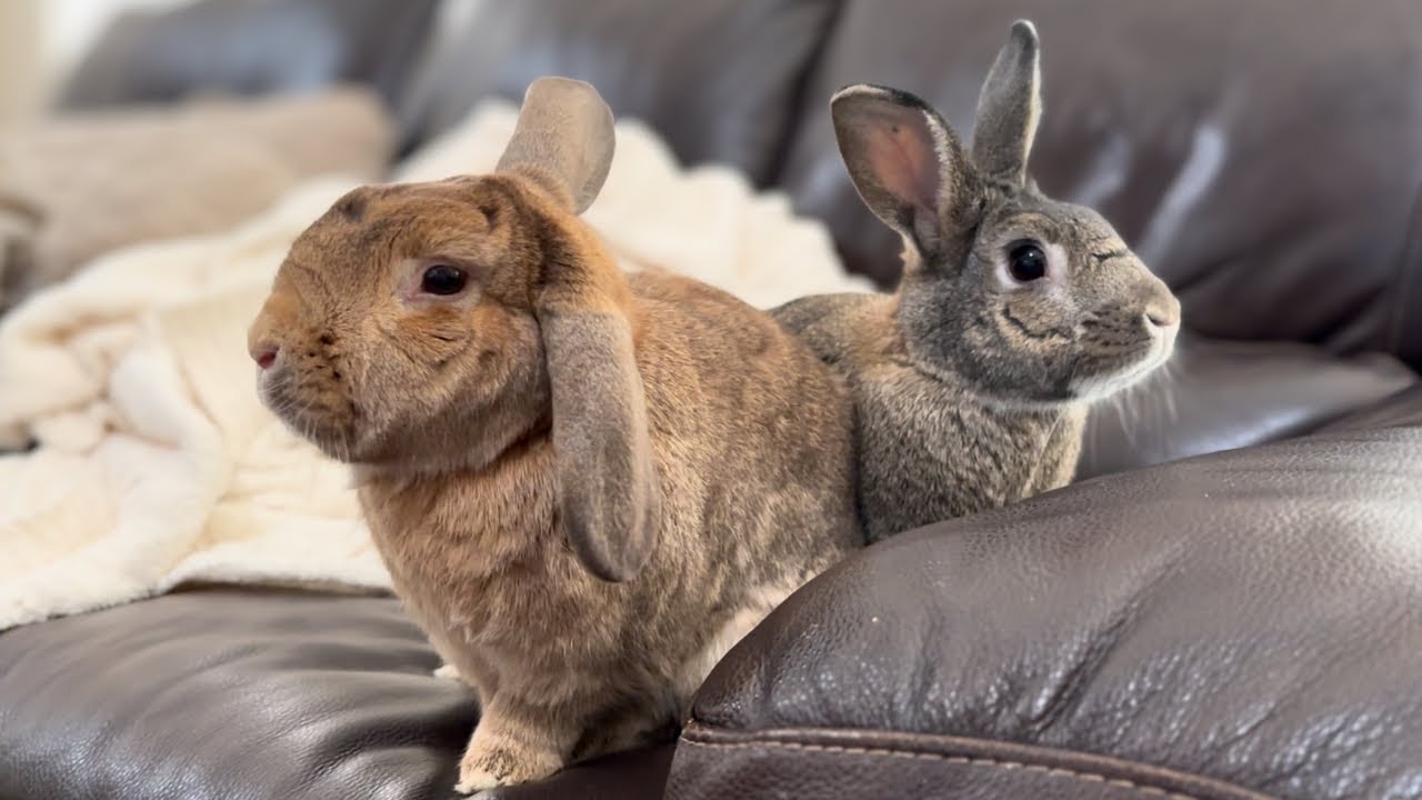 Rabbit Who Rolls Like a Rolling Stone! Celebrating CB's 8th Birthday!🐰😄🎂🎉