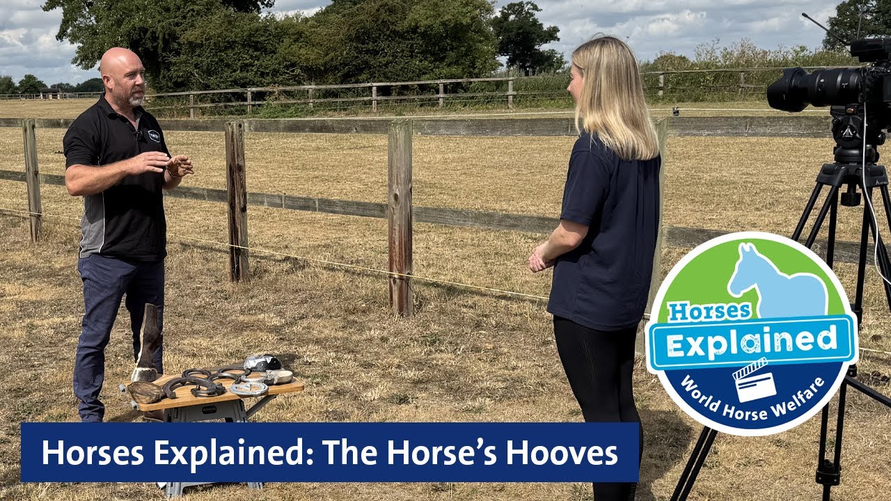 Horses Explained: The Horse’s Hooves