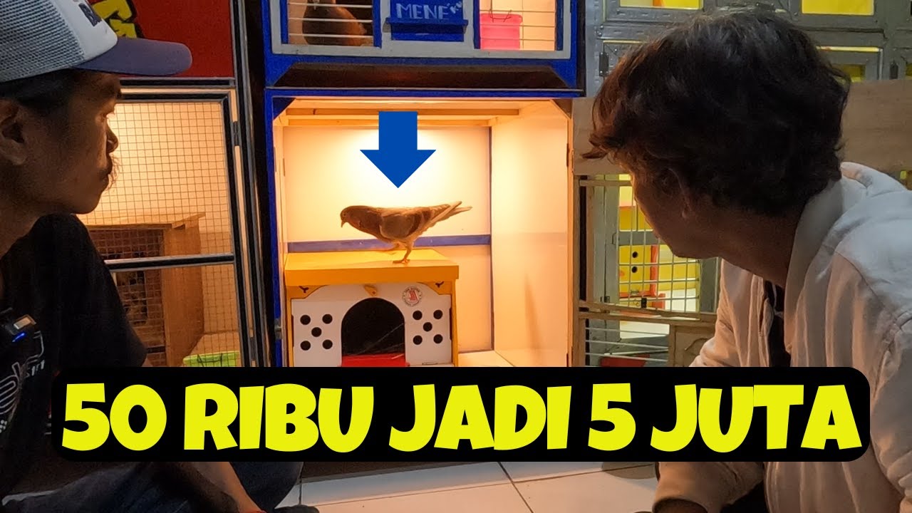 Beli Merpati Pasar Harga 50 Ribuan Juaraan Terus