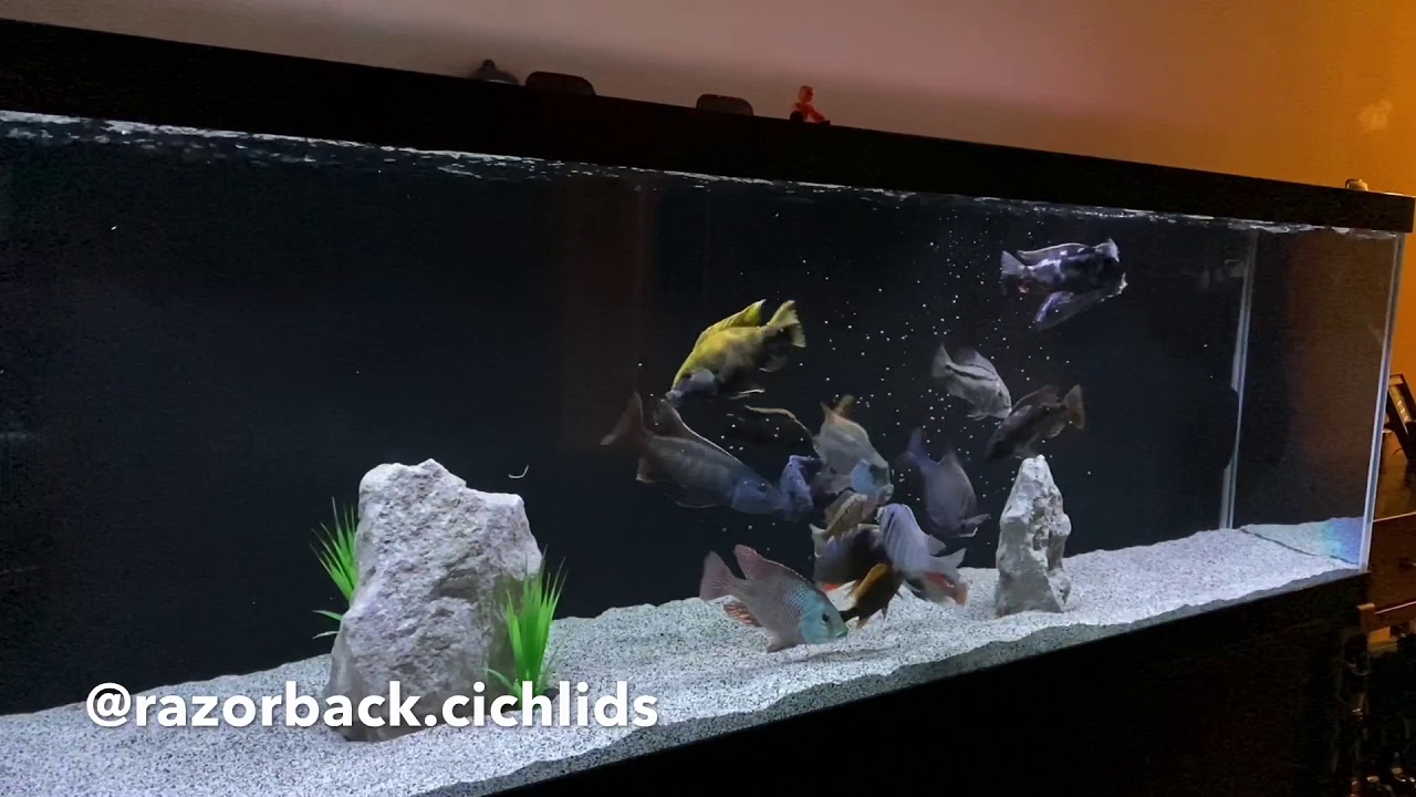 Feeding the all male haps and predator haps tank
