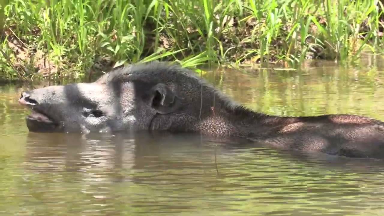Programa Planeta Turismo - Pantanal - Mato Grosso - Poconé - Porto Jofre - Santa Rosa Pantanal