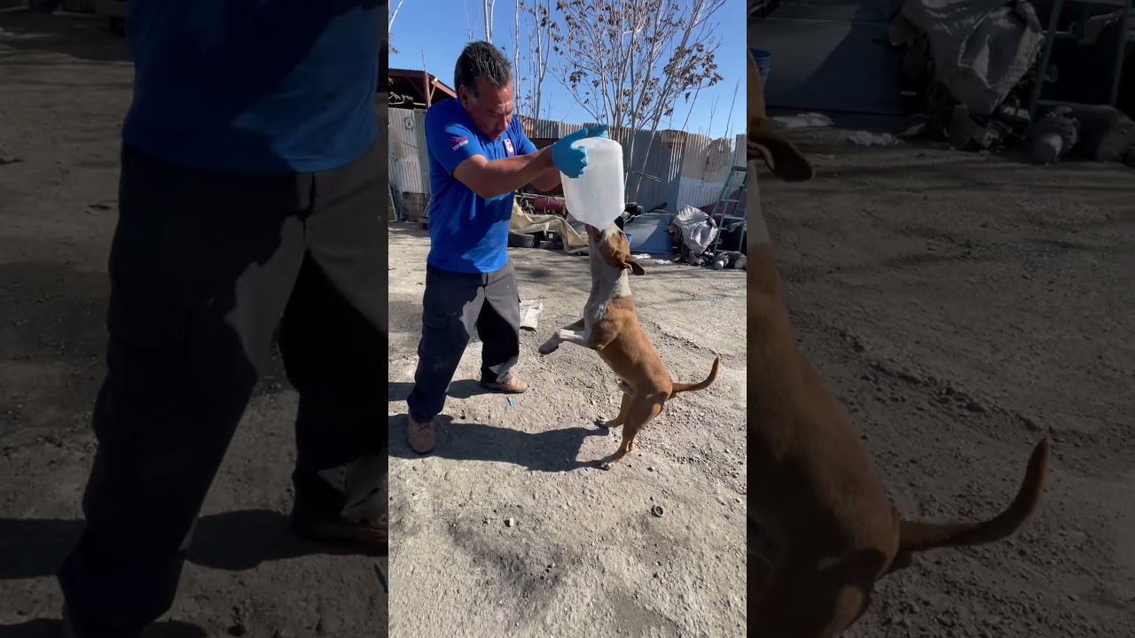 Эта собака мешает нам работать 🤣