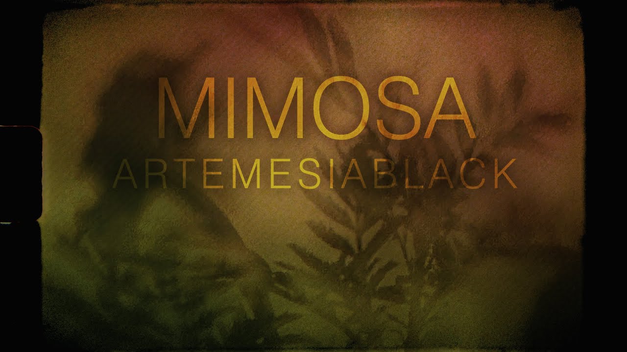 MIMOSA ArtemesiaBlack