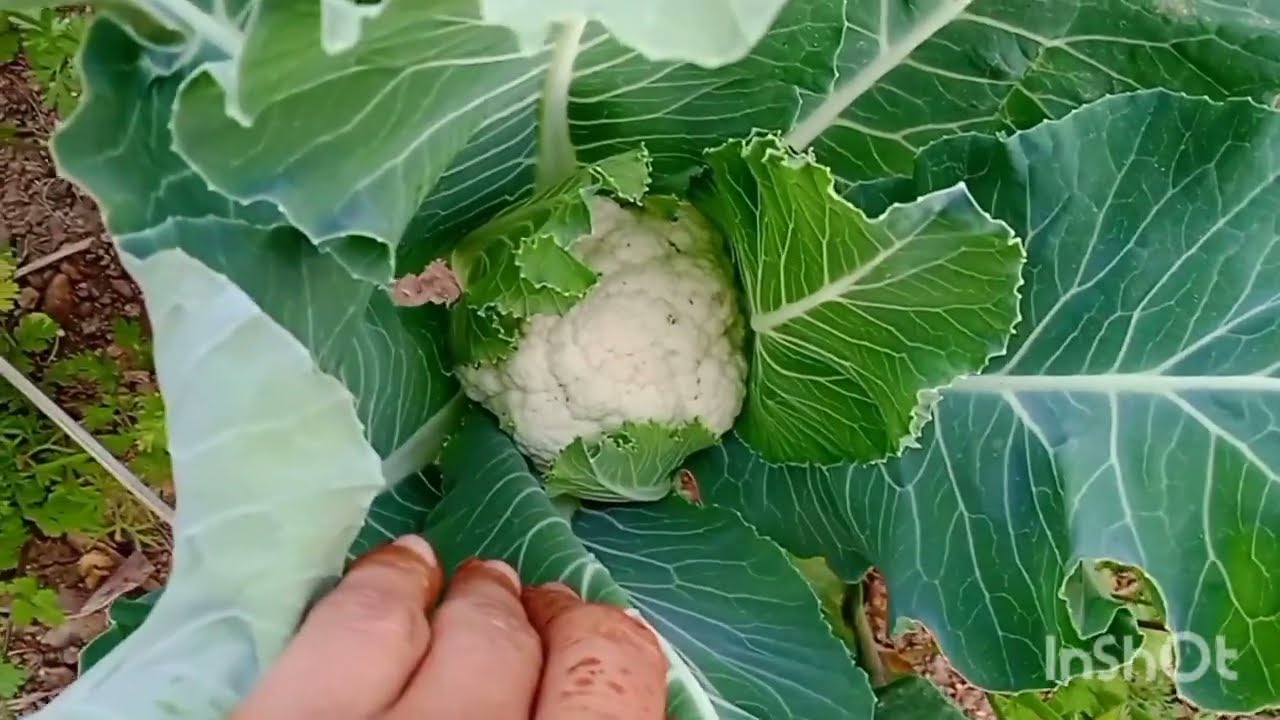 आज हमने खेत में  भिंडी  बीज दी #🫑🥬🥬🥒🥦🥦🫛🍅#minivlog 👍👍☺️