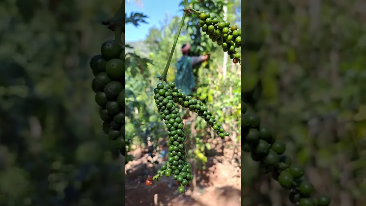 Idukki Pepper #kerala #pepper #india #farming #apple