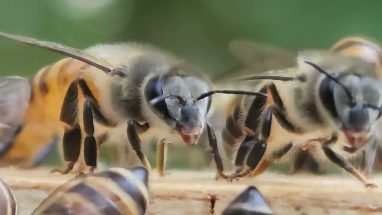 Promoting a Honey Bee Haven in North Carolina