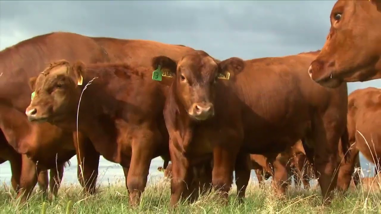 Nebraska Extension   Agricultural Profitability