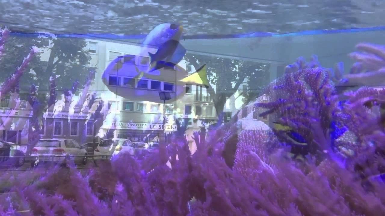 Aqua Tropica - Paletten Doktorfisch