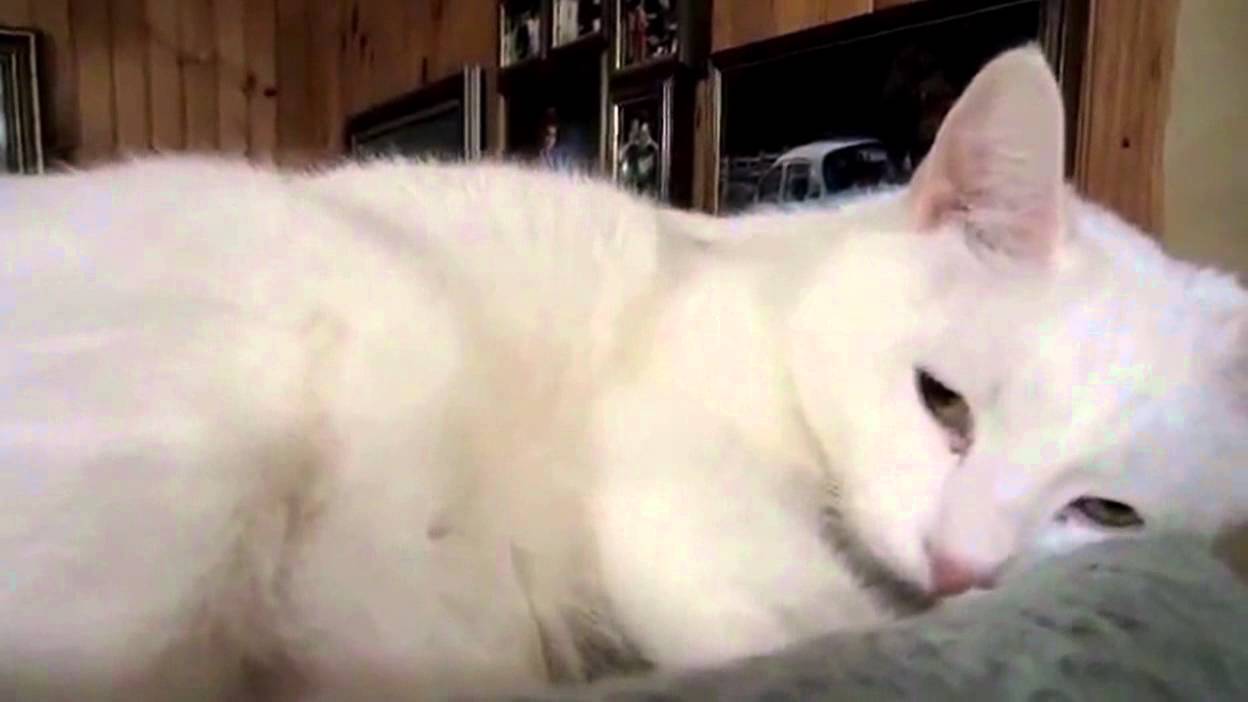 Ultimate Cat Tease