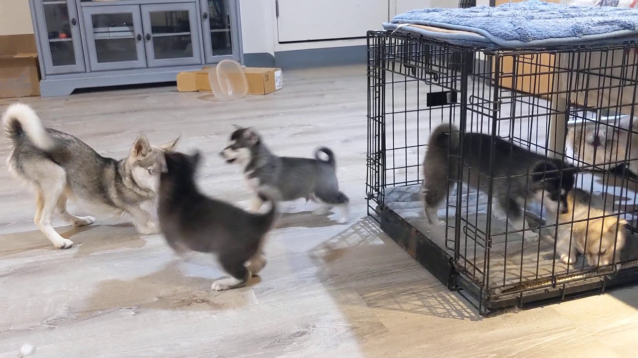 Cutest Klee Kai puppies having a blast tonight
