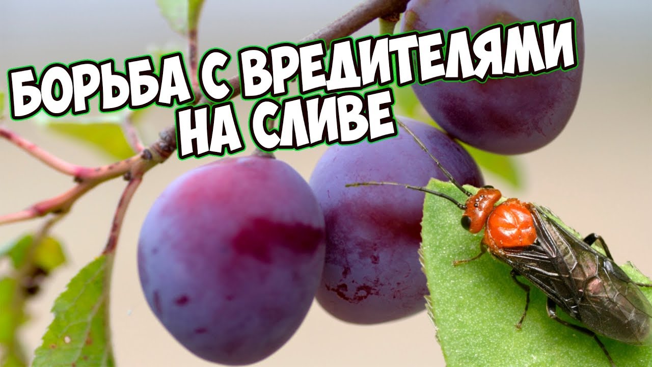 Слива🍃Борьба с вредителями🐛Табачная пыль👍