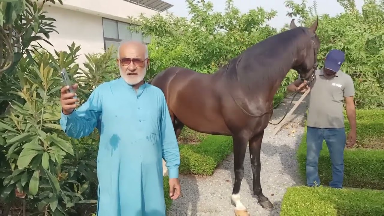 Sultan Desi Breeder Horse In Pakistan 2023