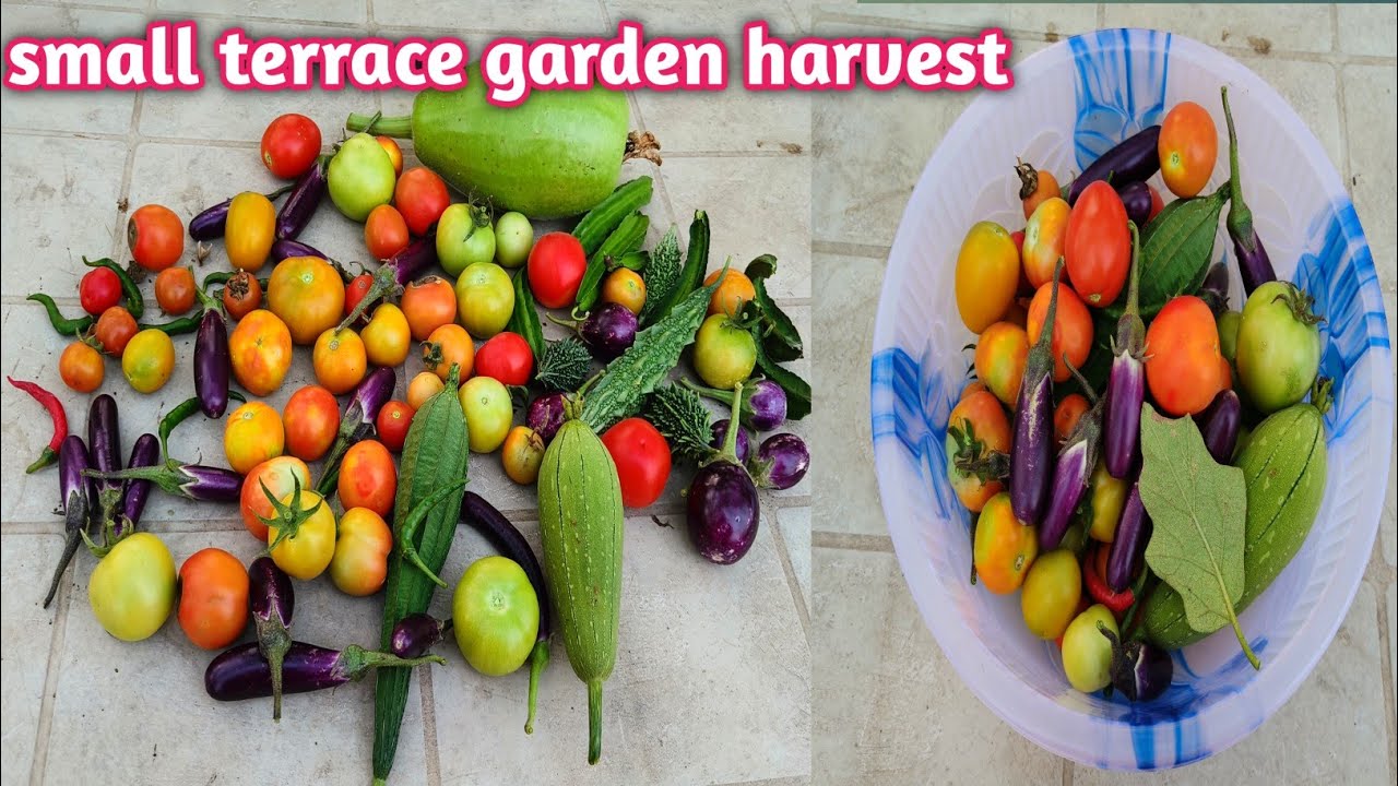 Small Terrace Garden Harvest |Organic farming @homemakerstrategy 