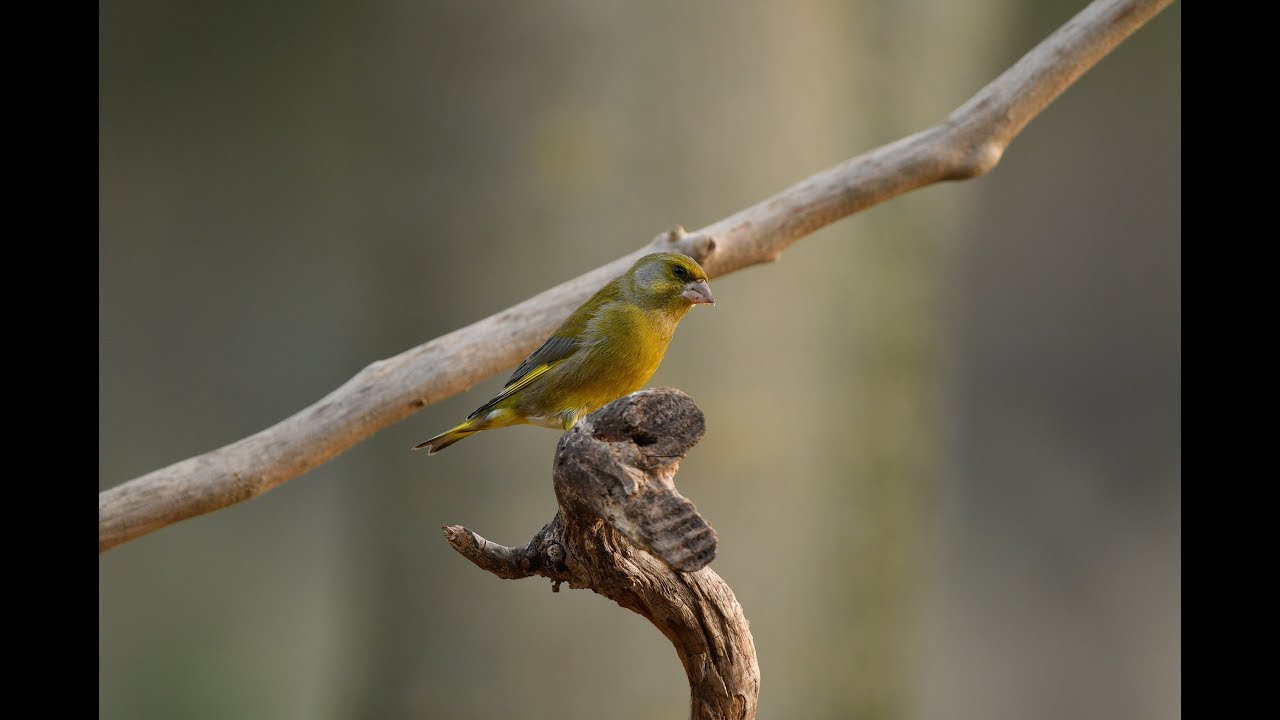 #birdgarden Come preparare un posatoio per uccelli