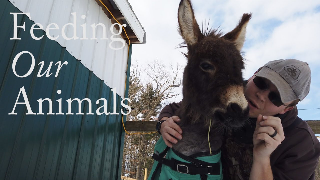 Feeding Our Animals (Winter Edition)