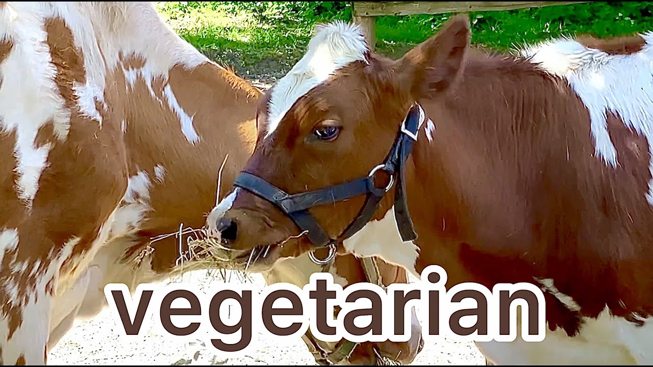 Farm animal fun facts | Learn about animals