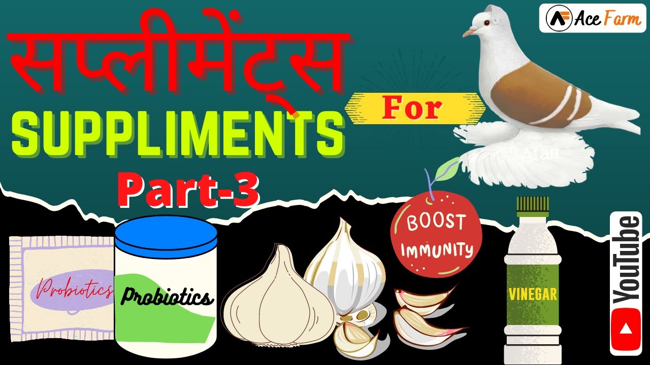 Kabootar K Liye Suppliments Part-3 /Suppliments for Pigeons part-3