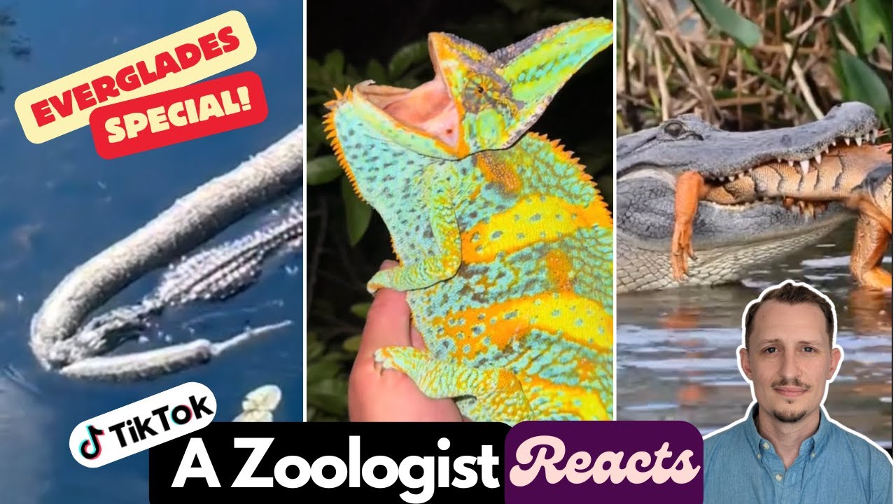 Zoologist Reacts to Viral Reptile TikToks – EVERGLADES SPECIAL!