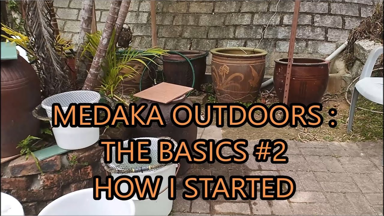 medaka rice fish outdoors - the basics #2 - how I started
