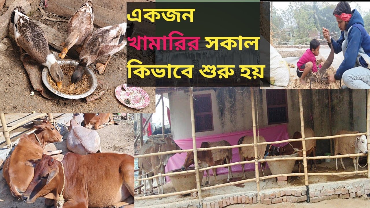 অ্যালার্মে নয়, গরুর ডাকে শুরু হয় আমার সকাল 🐄 ।A Farmer’s Life