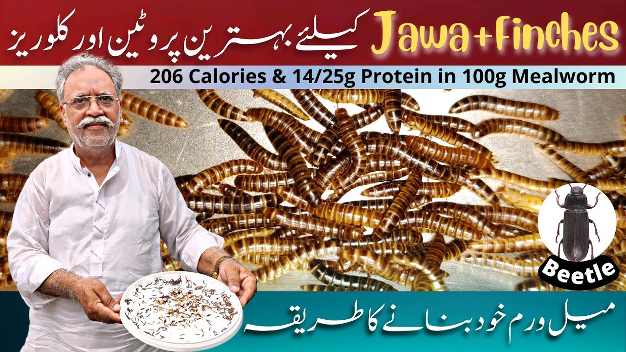 HOW TO MAKE MEALWORMS AT HOME | میل ورم بنانے کا طریقہ اور اس کی افادیت | Fawn Java