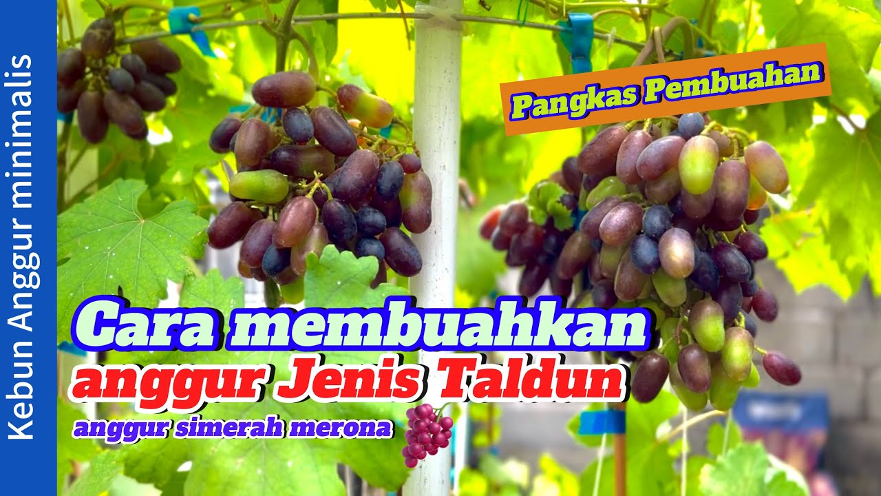 Cara membuahkan anggur import jenis Taldun||pangkas pembuahan tanpa ribet🍇