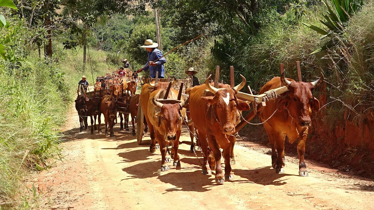 CARRO DE BOI E ALMOÇO NA ROÇA DO ANÉSIO