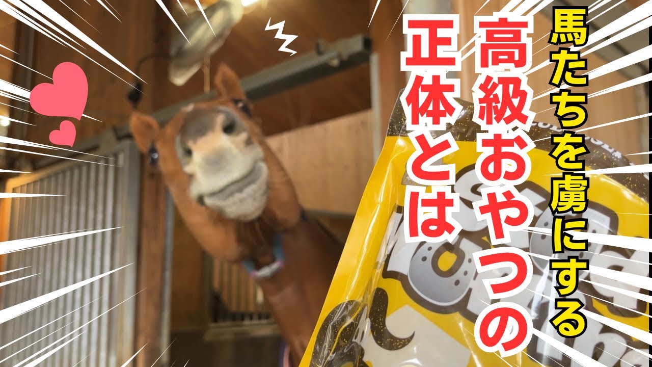 【TCC】馬たちを虜にする高級おやつ🍪
