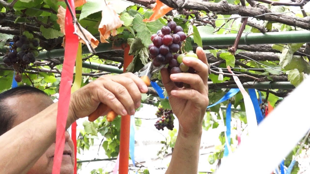 Emprendedor cosecha uvas en el techo de su casa en la capital
