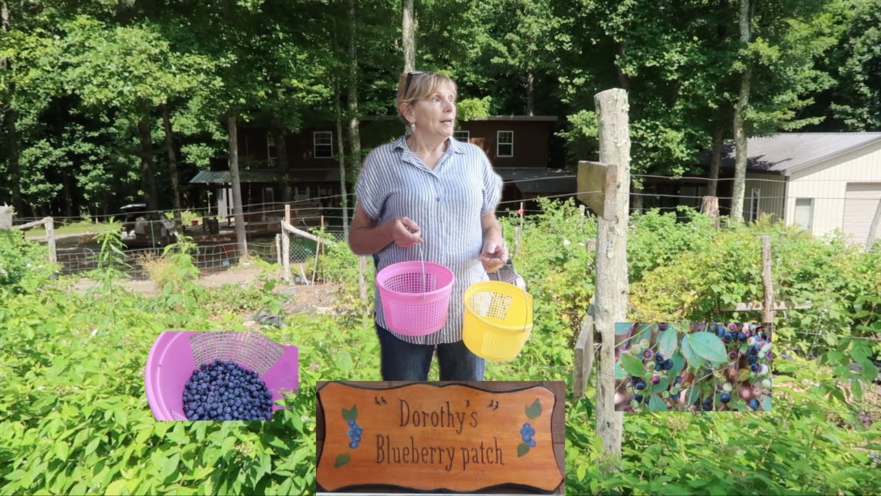 Farm Crawl Dorothys Blueberry Patch