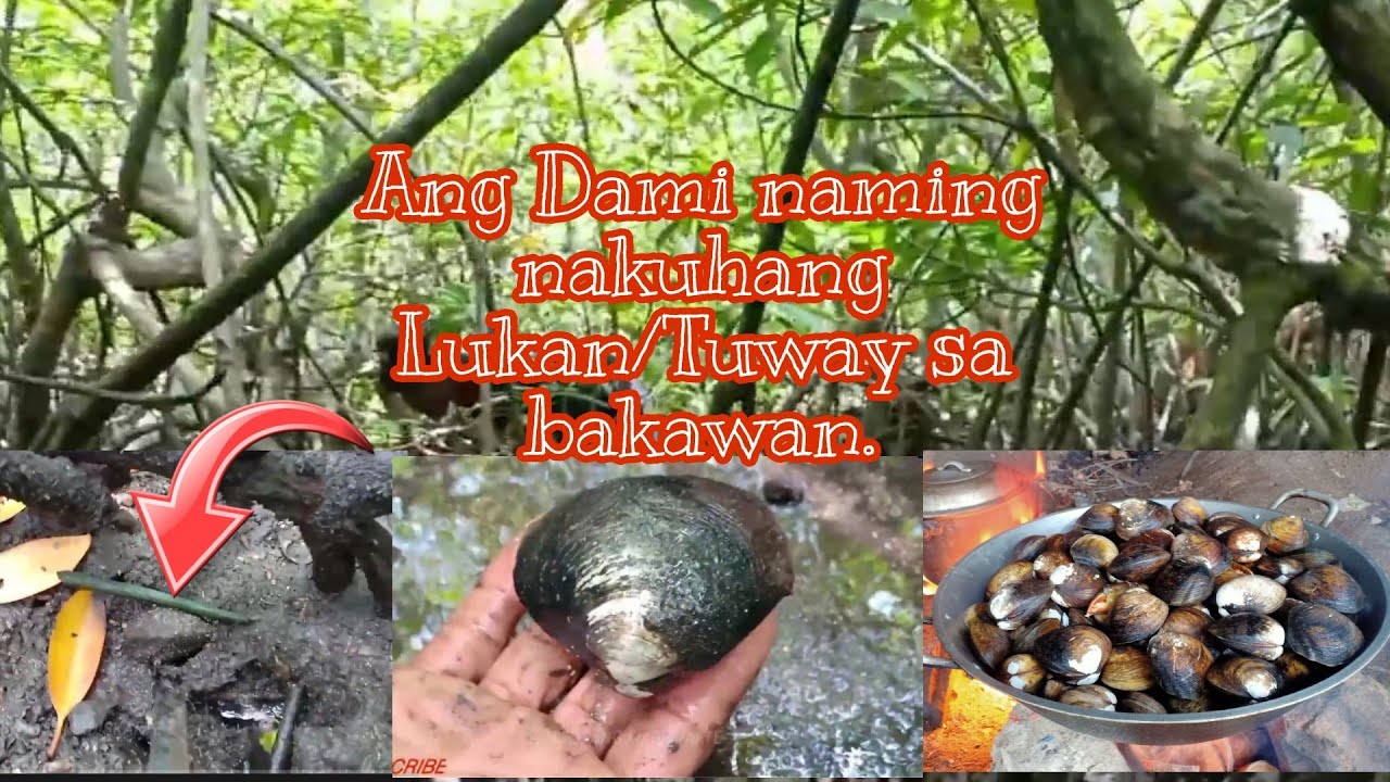 EPS 01:CATCH AND COOK MUD CLAM/LOKAN/TUWAY.#mudclam #tuway #Tropangmadiskarte #buhayisla
