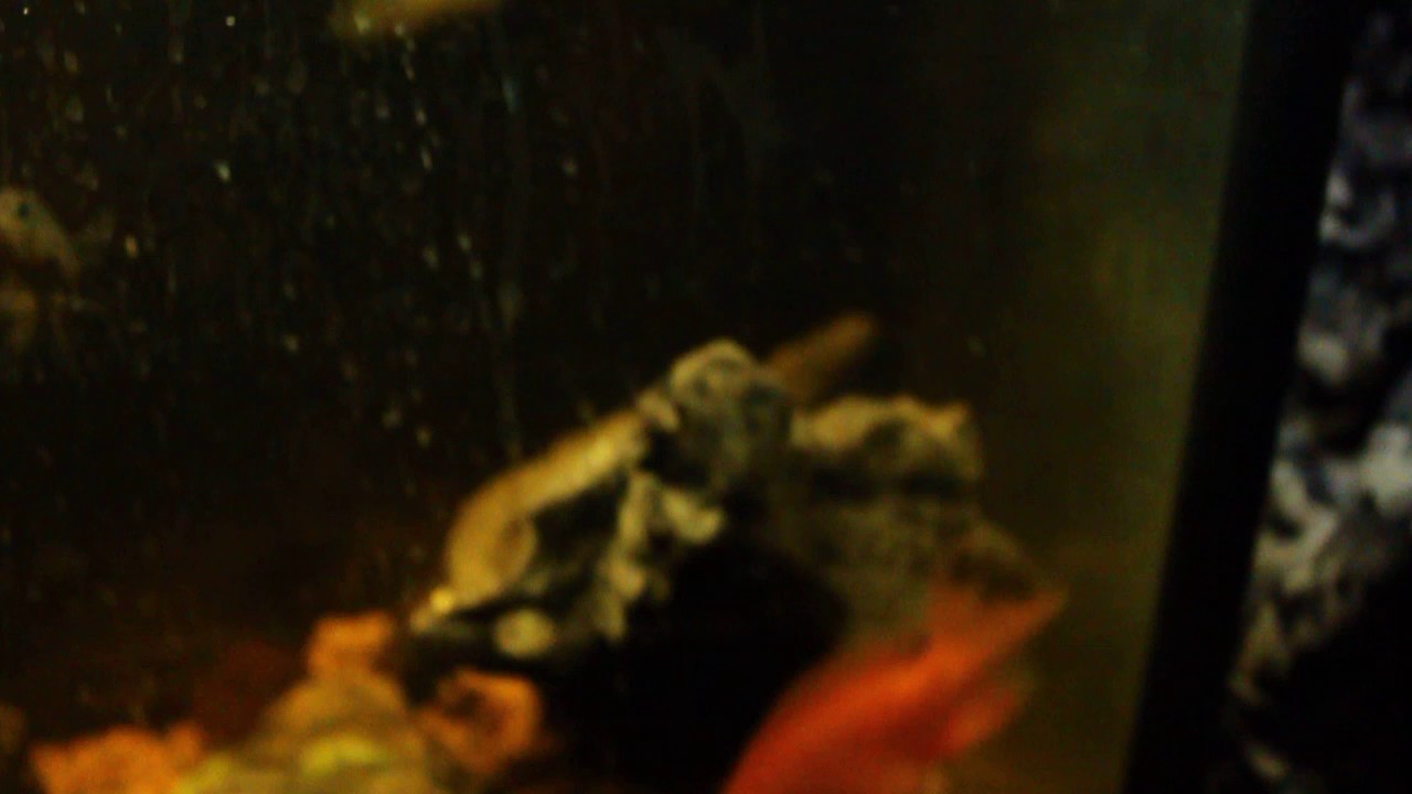 mega cichlid community