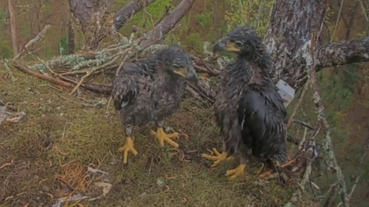 Rain stops and eaglets get up to dry himself | Kisatchie National Forest E-3 | Mar 11, 26