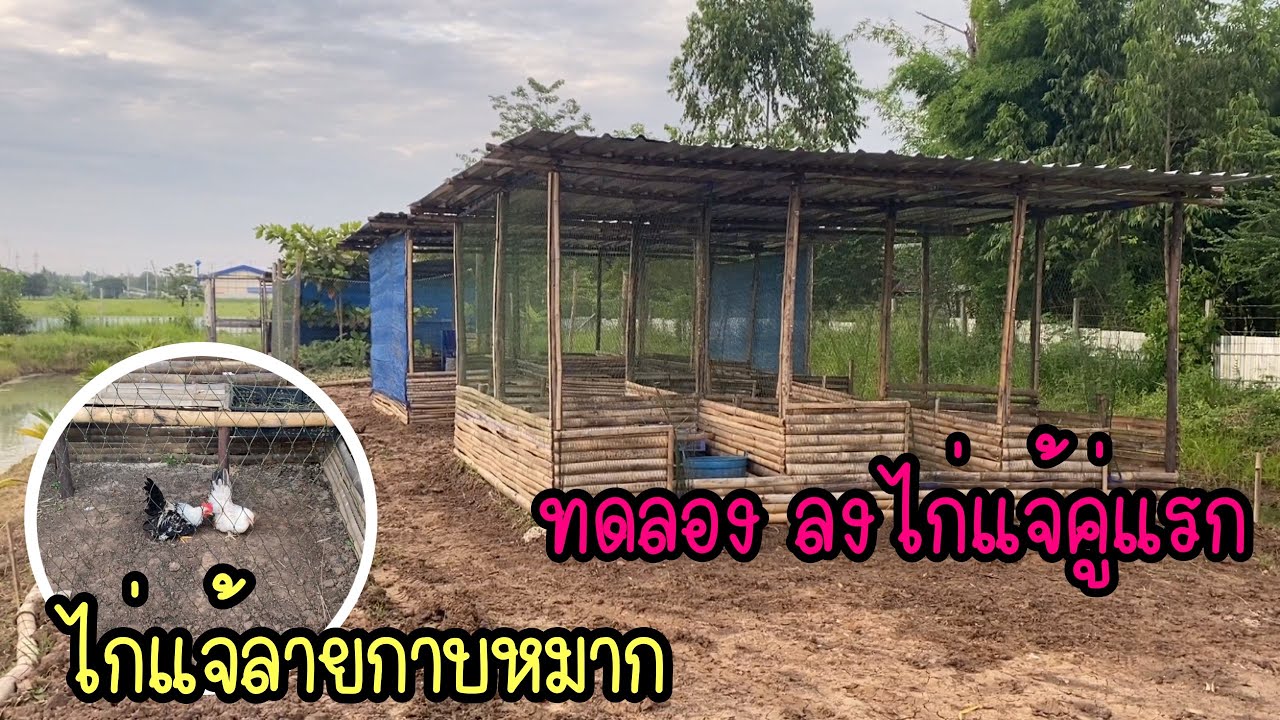 Zing’s Day I ทดลอง ลงไก่แจ้คู่แรกที่ฟาร์ม