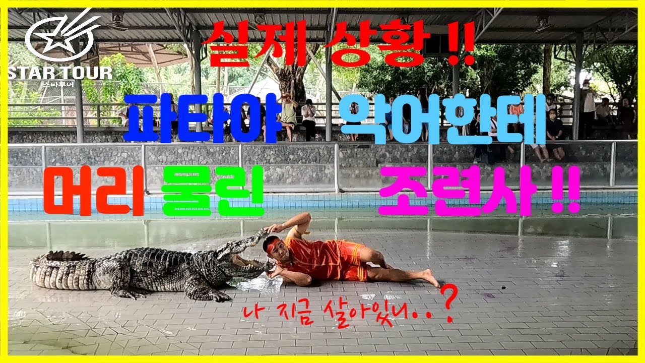 #파타야악어#실제상황 촬영도중 조련사가 파타야 악어에게 머리를 물렸다고 !!? 파타야 악어쇼 도중 돌발행동으로 조련사 머리를 물어버렸어...