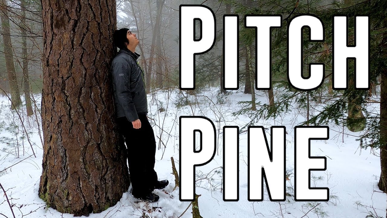 The Biggest Pitch Pine Tree In Connecticut (Champion Tree Hunting)