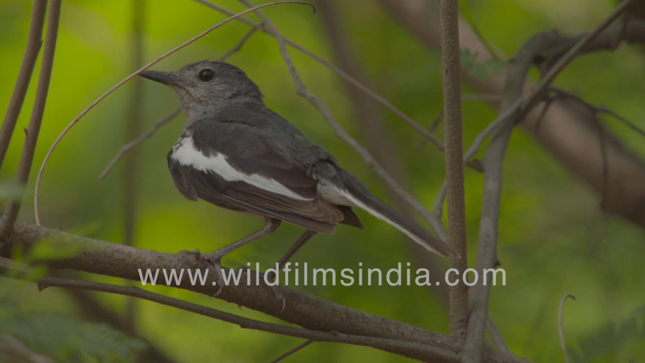 Wooed by male with much bird song: Female Oriental Magpie Robin seen up close