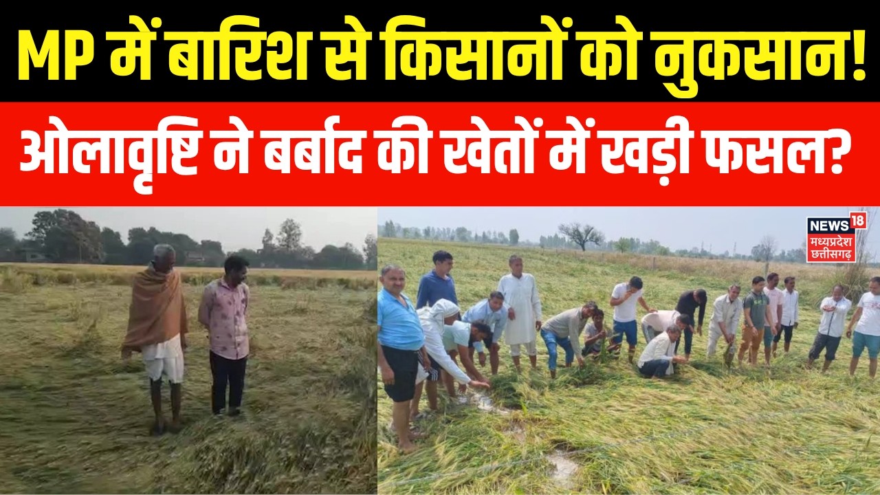 Mp Weather Update : MP में ओलावृष्टि ने बढ़ाई किसानों की टेंशन, बारिश से खड़ी फसल बर्बाद!