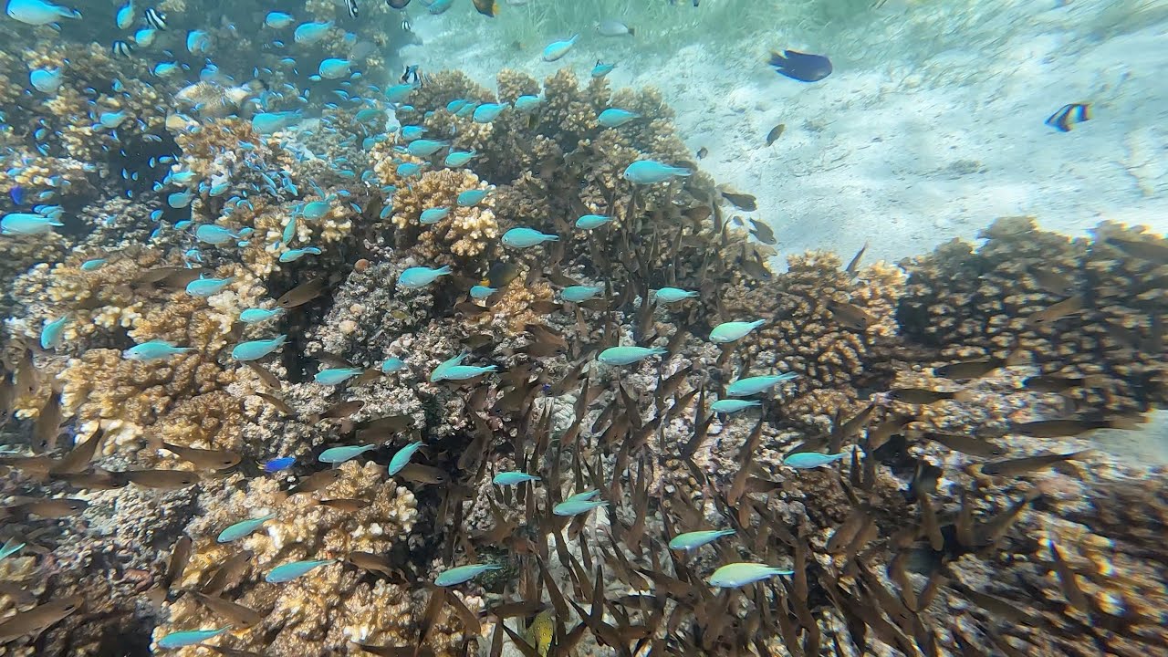 Snorkeling in the Blue Lagoon - Nanuya Lailai, Fiji